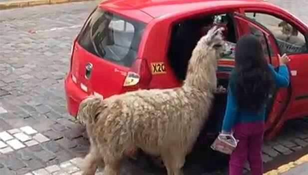В Перу альпаки пользуются такси