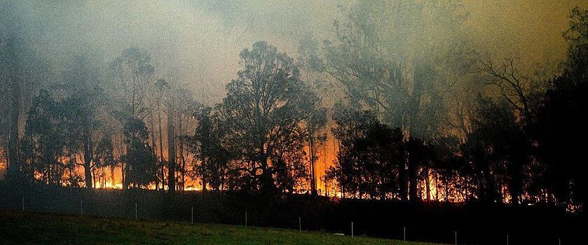 Ученые: лесные пожары в Австралии уничтожили больше 100 видов растений