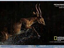 В Москве наградили победителей всероссийского фотоконкурса "Дикая природа России"