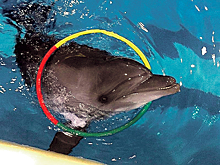 На постройку центра для дельфинов нужно собрать миллион