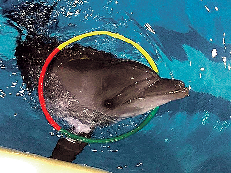 На постройку центра для дельфинов нужно собрать миллион