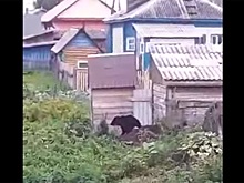 Медведя-подростка застрелили в Северном