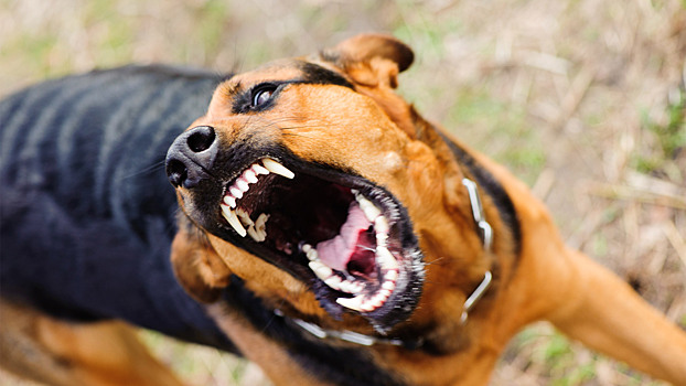 В Москве выявлен случай бешенства у животного: что делать