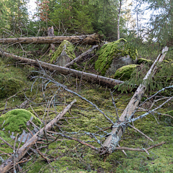 Как собрать дрова в лесу и не схлопотать срок? Тонкости заготовки валежника