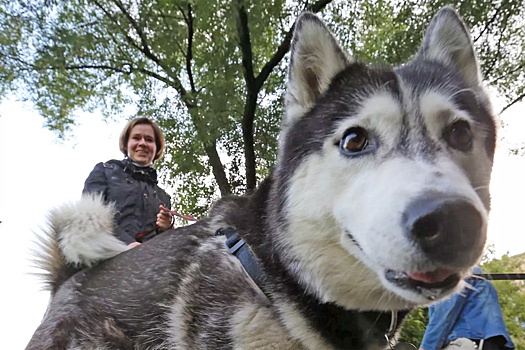 В Москве могут ввести должность инспектора по животным