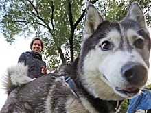 В Москве могут ввести должность инспектора по животным
