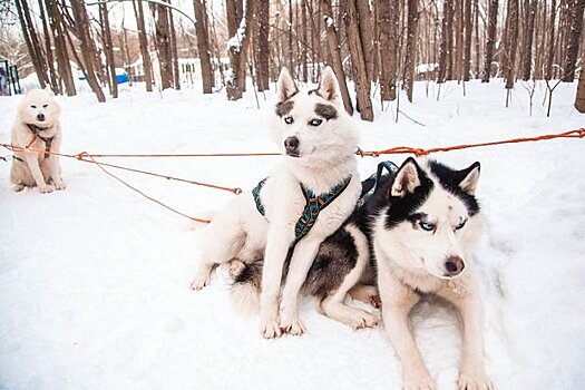 Хаски-парк «Большое приключение с хаски» в Сокольниках