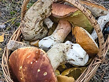 Россияне поставили рекорд по сбору орехов и грибов