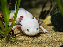 Огромный геном крошечной саламандры хранит секреты регенерации