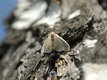 Ученые доказали эффективность защиты леса с помощью насекомых