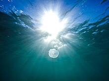 Эликсир молодости будут производить из медуз Азовского моря