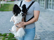 Депутат Останина обратилась в Минздрав по запрету на нахождение животных в кафе