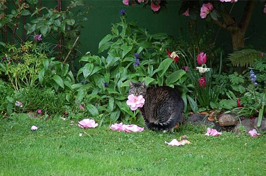Кошка-толстушка каждый день носит хозяйке цветы вместо мышей