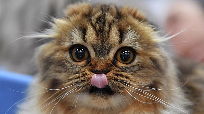 Исследование Rambler&Co. Россияне стали рациональнее заботиться о питомцах