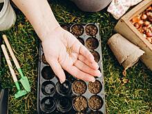 Предпосевная обработка семян: проверенные средства. Как правильно подготовить семена для рассады