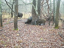 Чат леса и кайф: Окский заповедник открыл тайну любви кабанов к деревьям-чухалам