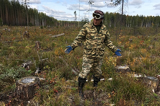 На Урале общественники заявили о незаконных рубках леса под видом санитарных