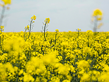 В Бурятии открылся первый в регионе завод по переработке рапса и льна