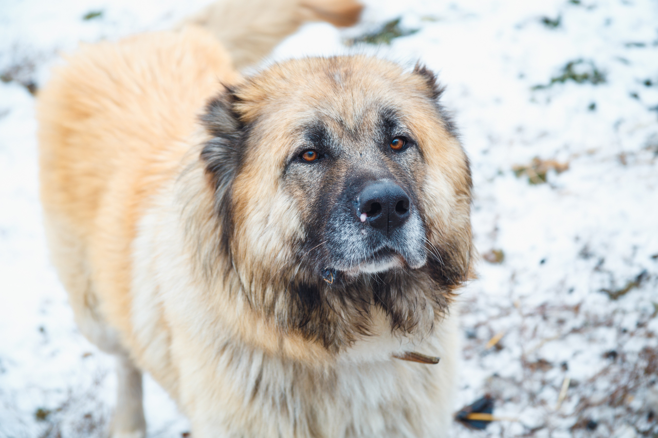 Более 30 собак погибли после прорыва дамбы в Оренбургской области