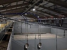         Как в Кировской области аграрии улучшают генетику животных       