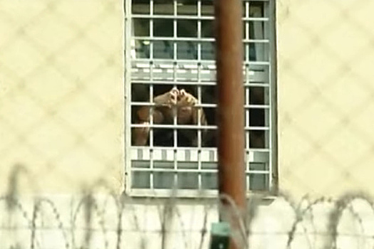 Саакашвили показал «сердечко» своим сторонникам из окна тюрьмы