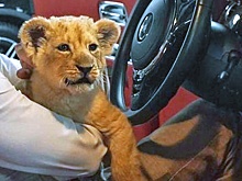 Прокуратура начала проверку из-за искалеченного львенка в Москва-Сити