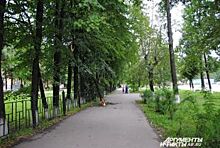 Весной в Омске высадят около 2 тыс. деревьев
