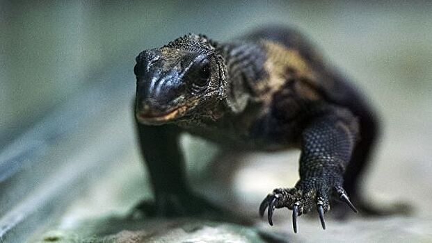 В чемодане японской туристки обнаружили 19 ящериц