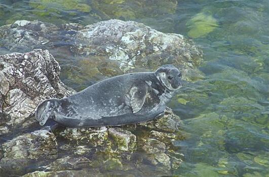 Тюлени массово гибнут в Петербурге: Росприроднадзор назвал причины