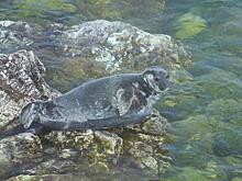 Тюлени массово гибнут в Петербурге: Росприроднадзор назвал причины