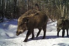 Таёжная угроза. Африканская чума свиней стучится в дом амурского тигра