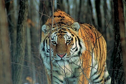 В Приморье охотоведы начали искать мать сбитого тигрёнка