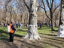 Участвуя в благоустройстве: самарцы вышли на общегородской субботник