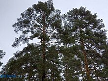 Снос деревьев застройщиками: решение гордумы требует пересмотра