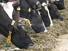 Производство молока в Удмуртии за 2017 год увеличилось на 4,7%