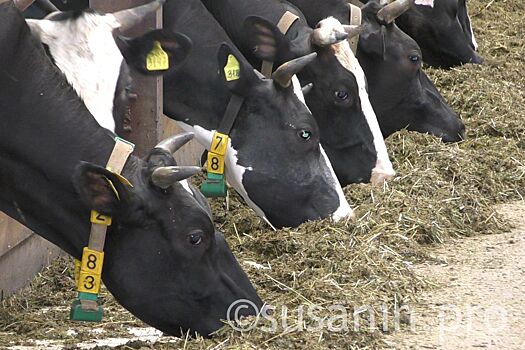 Из-за инфекционного заболевания в трех деревнях Юкаменского района изымут скот