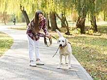 Специалист предупредил о том, чем могут отравиться собаки на прогулке