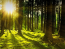 Под Новосибирском ищут двух мальчиков, сбежавших из детского лагеря