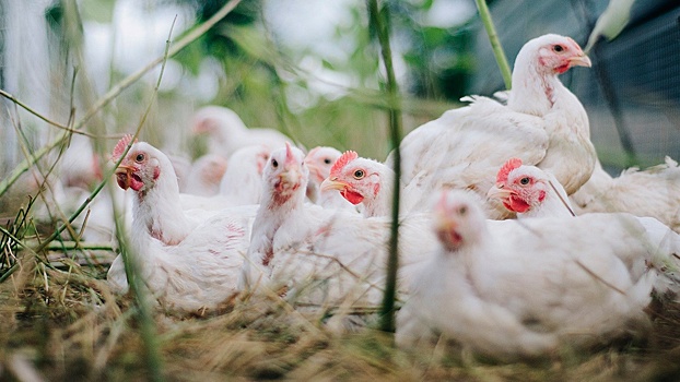 В Японии уничтожат десятки тысяч кур из-за птичьего гриппа