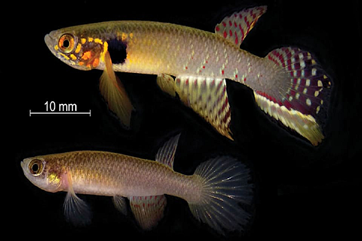 В Боливии обнаружили считавшуюся вымершей рыбу