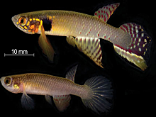 В Боливии обнаружили считавшуюся вымершей рыбу