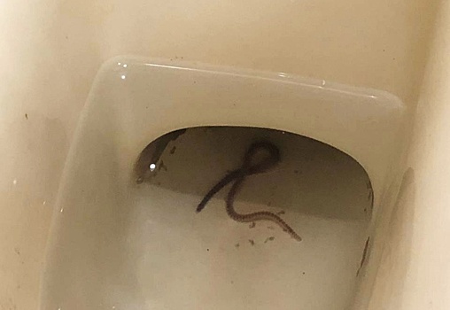 Эксперт предположил, кем может быть червь в унитазе, напугавший нижегородку