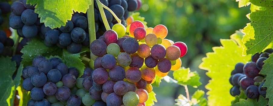 Россельхозбанк снова открывает «Школу фермера»