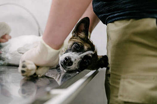 Ветеринар Кауркина: при отравлении крысиным ядом можно дать собаке витамин К1