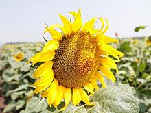 Время диктует рост производства