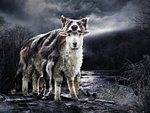 Волк в овечьей шкуре