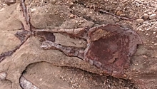 В США раскопали кость размером с человека