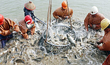 Рыбаки подсчитывают убытки из-за приказа о квотах