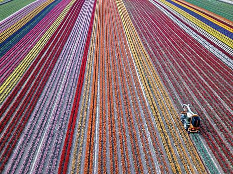 Фото недели: тюльпановые плантации в Германии