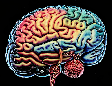 Терапия нейродегенеративных заболеваний деградацией амилоидов оказалась небезопасна